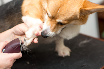Corgi dog is sheared by a hair clipper