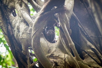 Tongkoko National Park