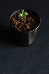 Macro of Single Tiny Cannabis Seedling Sprouting from Small Pot on Minimalist Black Background with Copy Space
