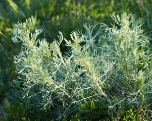 Young bush of Artemisia absinthium (known also as Artemisia Camphorata) growing outdoors.  - obrazy, fototapety, plakaty