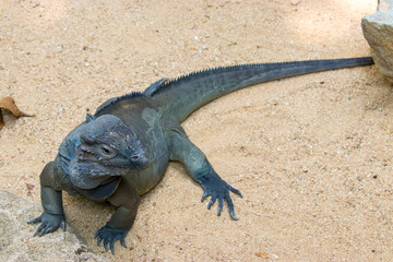 The rhinoceros iguana (Cyclura cornuta) is a threatened species of lizard in the family Iguanidae that is primarily found on the Caribbean island of Hispaniola. The closeup image
