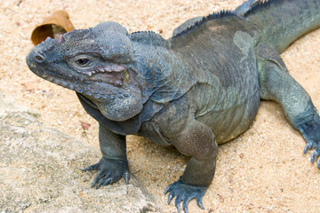 The rhinoceros iguana (Cyclura cornuta) is a threatened species of lizard in the family Iguanidae that is primarily found on the Caribbean island of Hispaniola. The closeup image