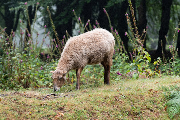 Obraz na płótnie Canvas A shorn sheep grazes on a picturesque mountain pasture among subtropical plants. Selective focus.