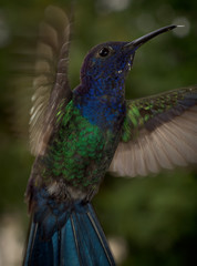 A beautiful humming bird close up