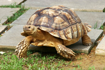 The African spurred tortoise (Centrochelys sulcata) is a species of tortoise, which inhabits the...