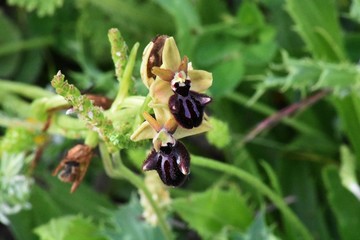 Ofride di Matera  - orchidea selvatica