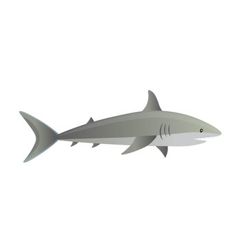 Cartoon shark on a white background. Vector illustration