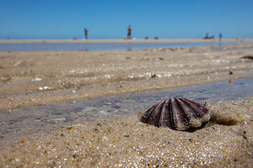 A Seashell on a Beach