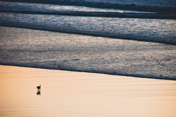 Fototapeta na wymiar Silhouette of small dog walking up the beach at sunset with shore break/breaking waves behind
