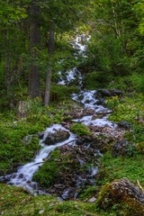 river in the forest