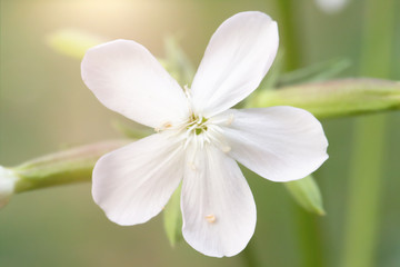 Delicate white flower close-up on a green background.