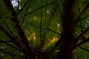 macro inside the tree crown
