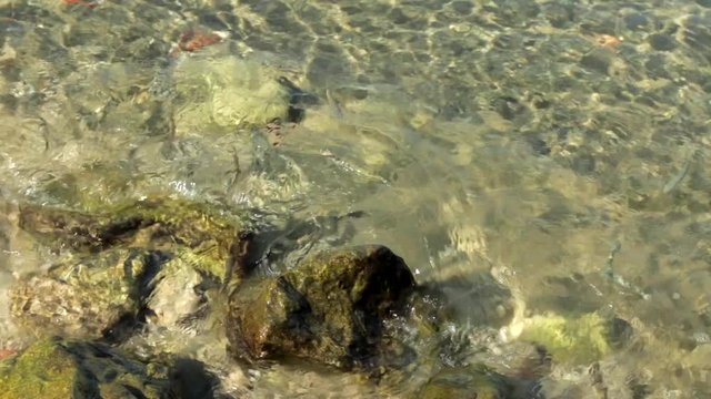 Fish swimming in the shallow sea between rocks