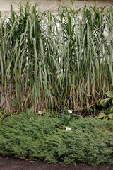 Fototapeta premium botanic