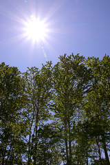 風景、空、自然、緑、植物、屋外、木、太陽、逆光、光、ひかり、快晴、青空、樹木