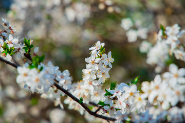 spring time tree blooming natural scenic view concept photography of white flower on a branch with outdoor garden blurred background