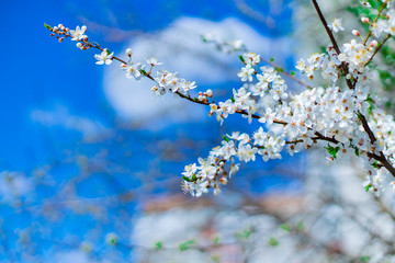 spring blooming April season time white flower on tree branch garden floral scenic view from below on vivid blue sky background