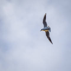 Obraz premium flying black-headed gull in winter, Chroicocephalus ridibundus