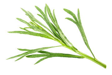 Tarragon a.dracunculus, paths, top