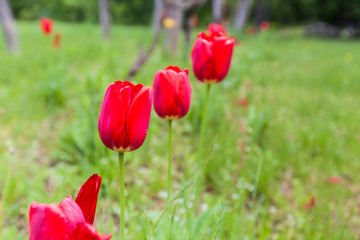 red tulips in the fields