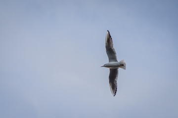 Obraz premium flying black-headed gull in winter, Chroicocephalus ridibundus