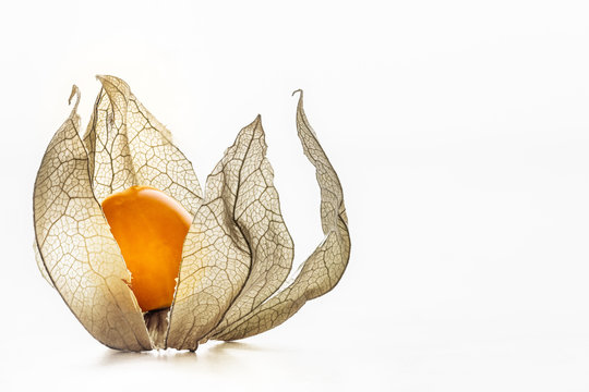 Single Ripe Physalis on a Pure white Background