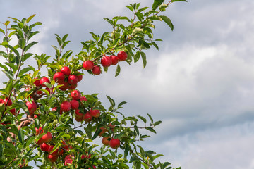 Loaded with apples 9504 MO