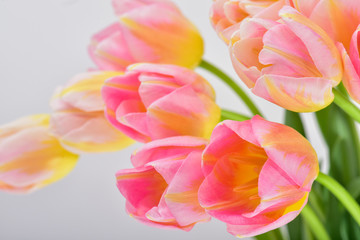 Spring Tulip Flowers over white. Tulips bunch. Pink tulips.