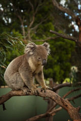 Koala gripping a branch tree in Austalia