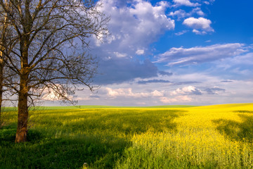 Beautiful panoramic landscape. Natural summer spring scenery with a Yellow field of flowering rape on background blue sky, with the tree and open space.