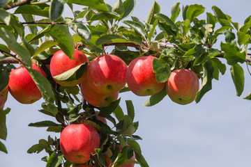 Closeup of apple tree filled with beautiful ripe apples
