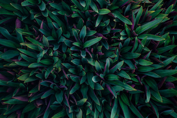 Naklejka na ściany i meble Creative and moody green and purple foliage natural floral leaf texture background.