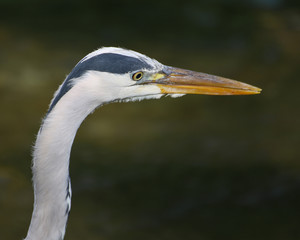 Close Up of a Heron