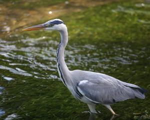 Heron in Lake in England