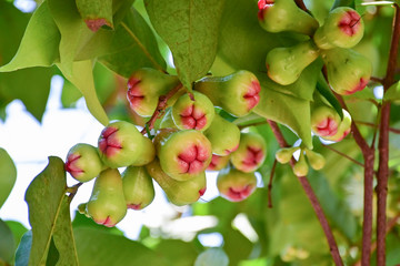 Green rose apples on tree in orchard,Thailand