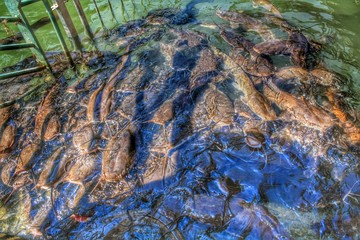 Catfish on the Jordan River 