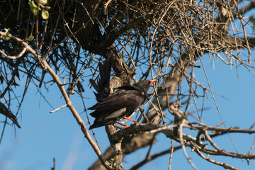 Alecto à bec rouge,.Bubalornis niger, Red-billed Buffalo Weaver