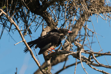 Alecto à bec rouge,.Bubalornis niger, Red-billed Buffalo Weaver