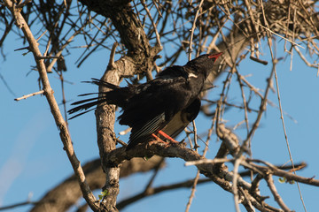 Alecto à bec rouge,.Bubalornis niger, Red-billed Buffalo Weaver