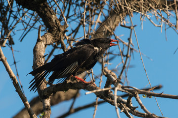 Alecto à bec rouge,.Bubalornis niger, Red-billed Buffalo Weaver