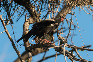 Alecto à bec rouge,.Bubalornis niger, Red-billed Buffalo Weaver