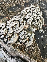 Numerous black and white mushrooms