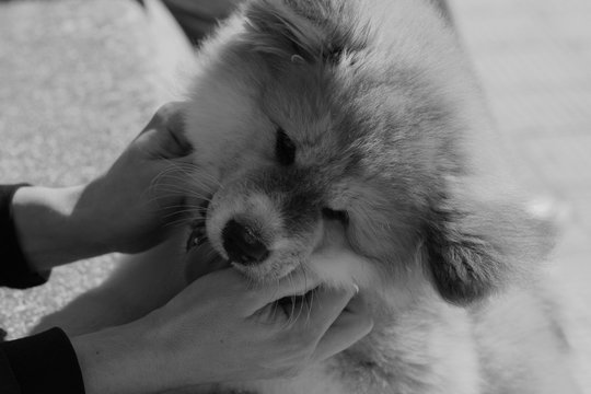 Cucciolo