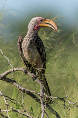 Calao leucomèle,.Tockus leucomelas, Southern Yellow billed Hornbill