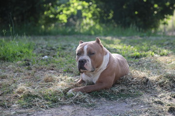 American Bully