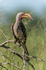 Calao leucomèle,.Tockus leucomelas, Southern Yellow billed Hornbill