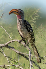 Calao leucomèle,.Tockus leucomelas, Southern Yellow billed Hornbill