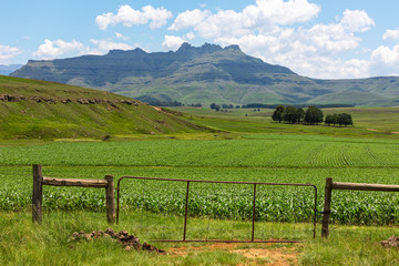 Farm gate and maize field in the foot hills of the Drakensberg