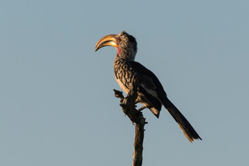 Calao leucomèle,.Tockus leucomelas, Southern Yellow billed Hornbill