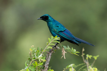 Choucador de Burchell,.Lamprotornis australis, Burchell's Starling